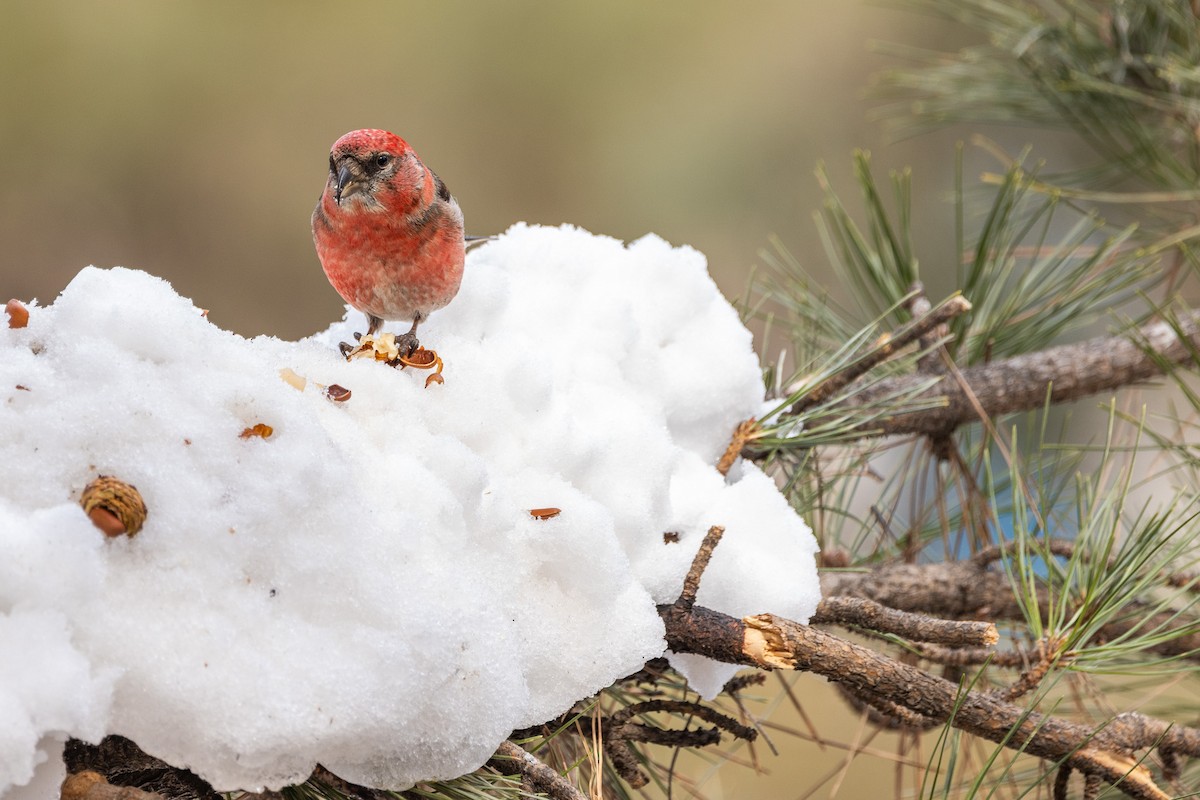 White-winged Crossbill - ML615240742