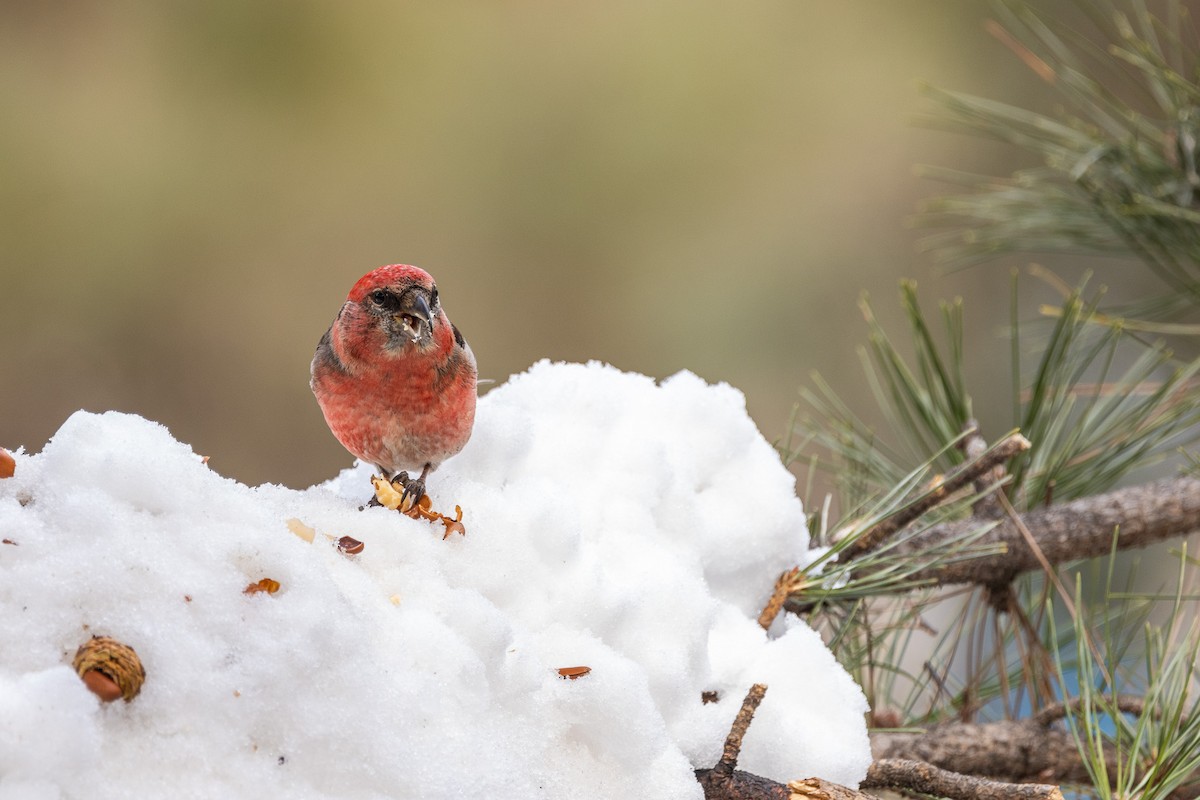 White-winged Crossbill - ML615240744