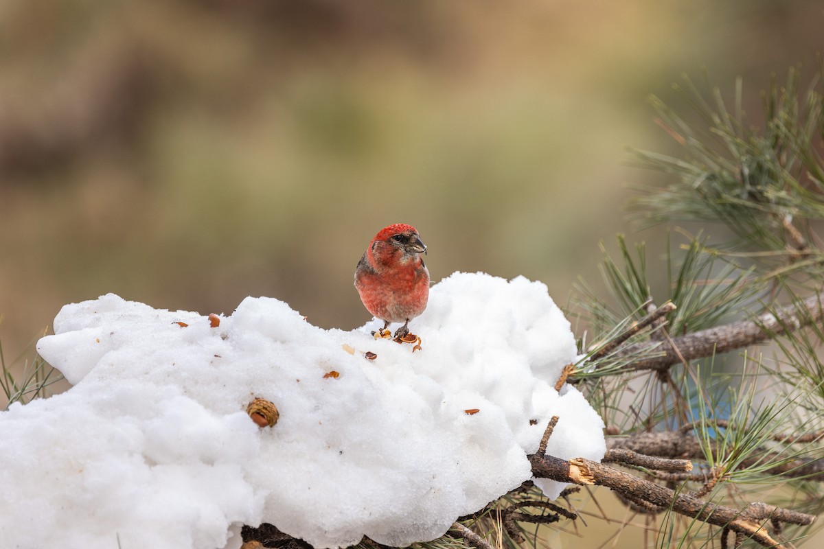 White-winged Crossbill - ML615240745