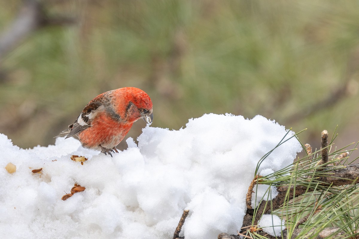 White-winged Crossbill - ML615240746