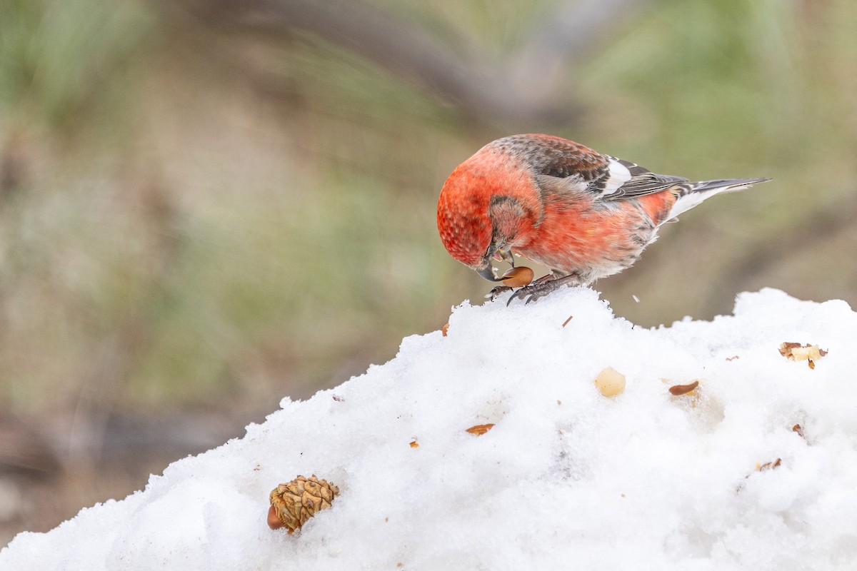White-winged Crossbill - ML615240747