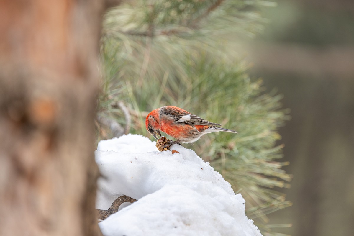 White-winged Crossbill - ML615240748