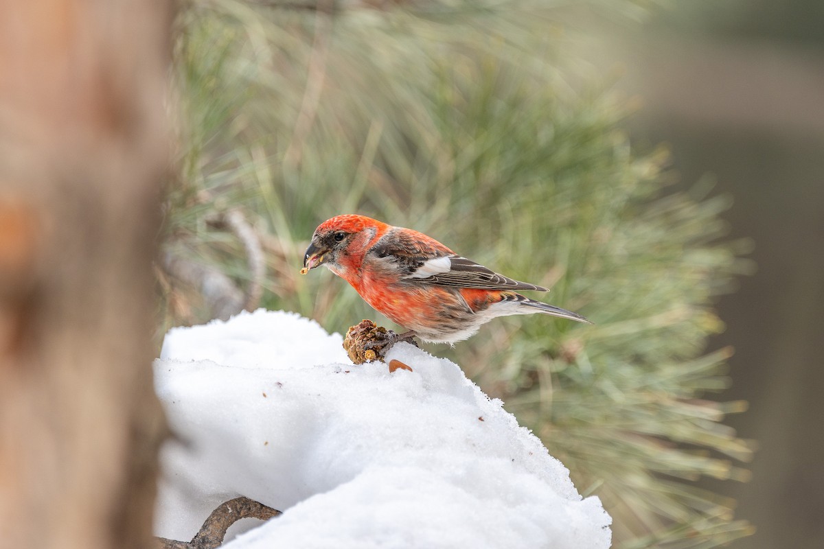 White-winged Crossbill - ML615240749