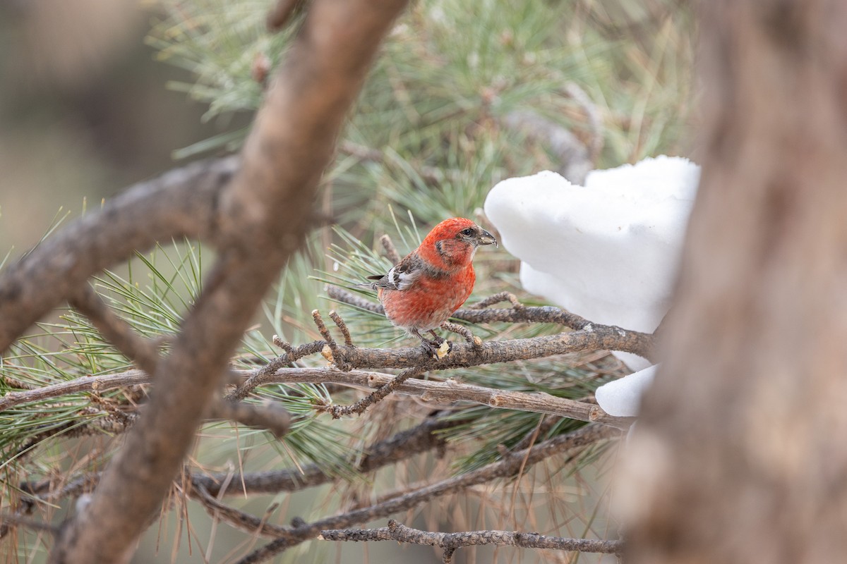 White-winged Crossbill - ML615240750