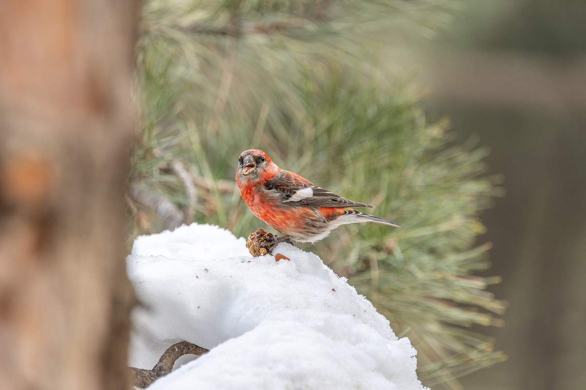 White-winged Crossbill - ML615240751