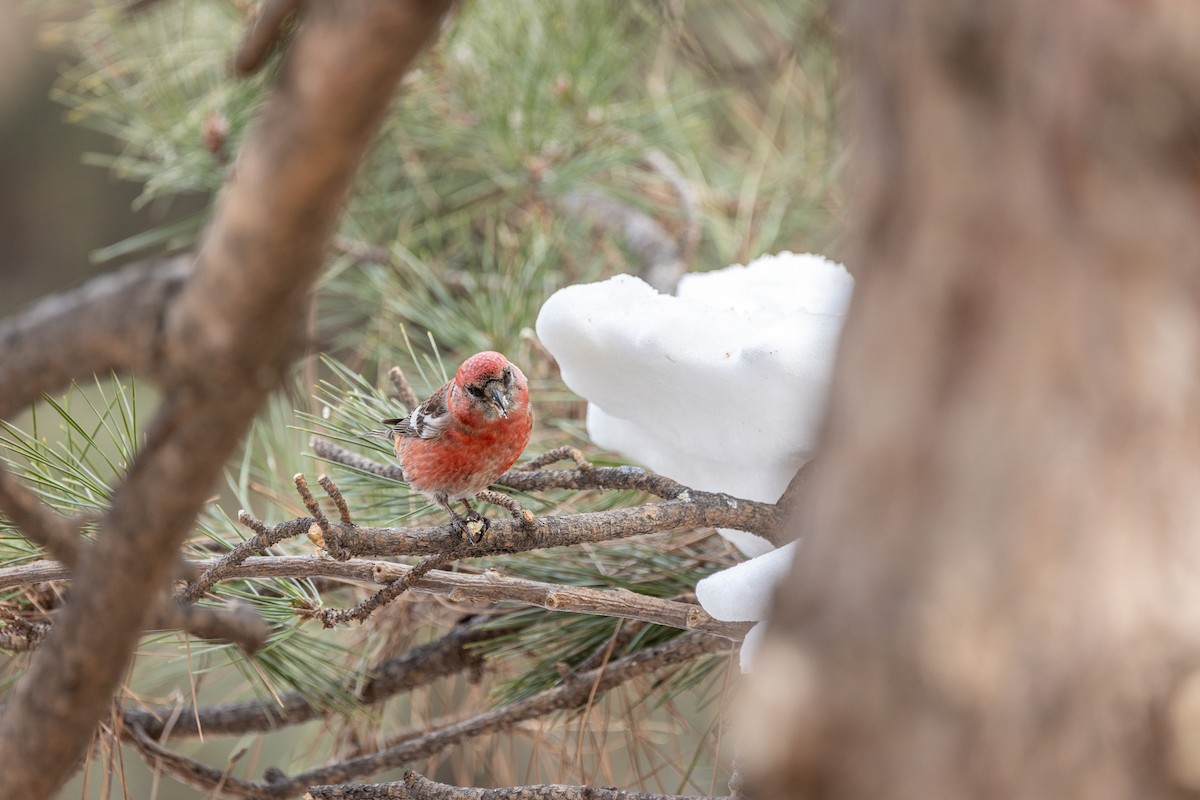 White-winged Crossbill - ML615240752