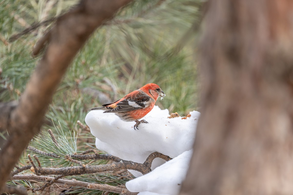 White-winged Crossbill - ML615240753