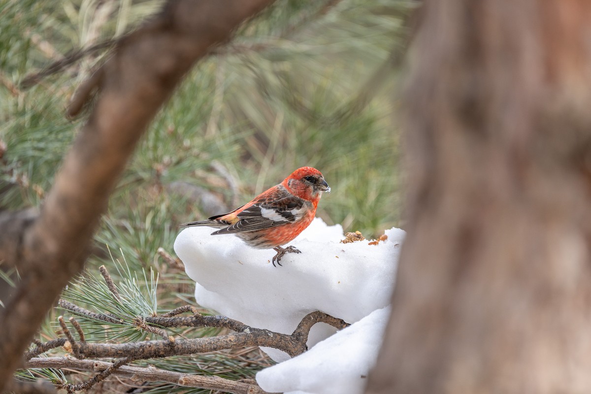 White-winged Crossbill - ML615240754
