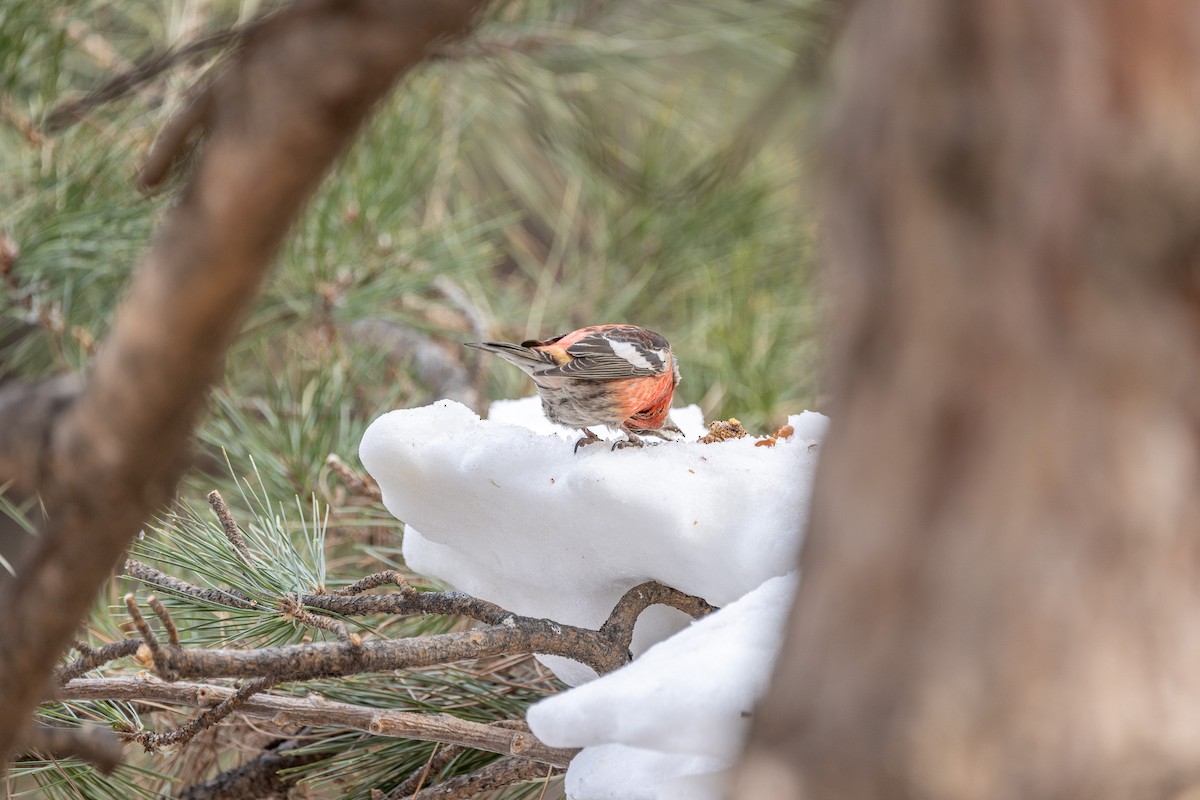 White-winged Crossbill - ML615240755
