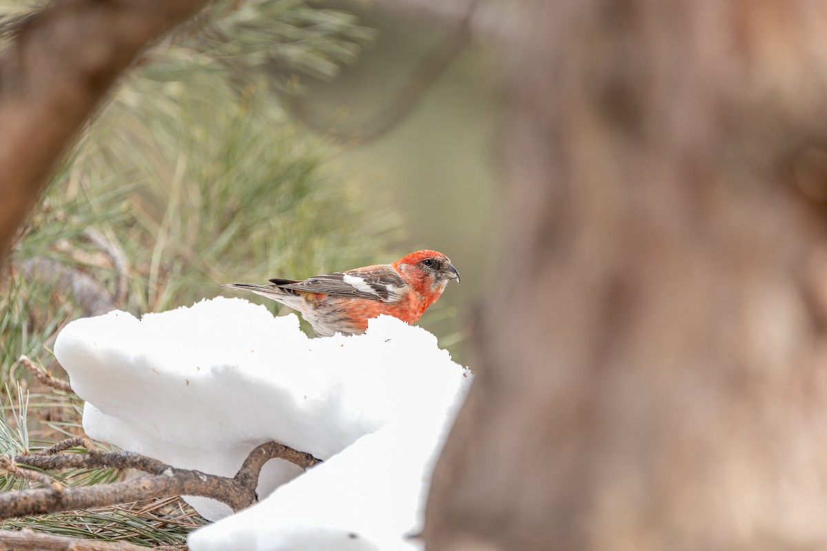 White-winged Crossbill - ML615240756