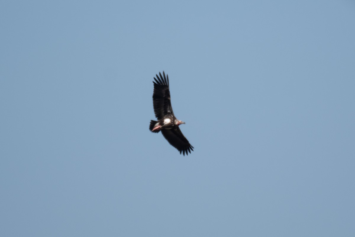 Red-headed Vulture - ML615240824