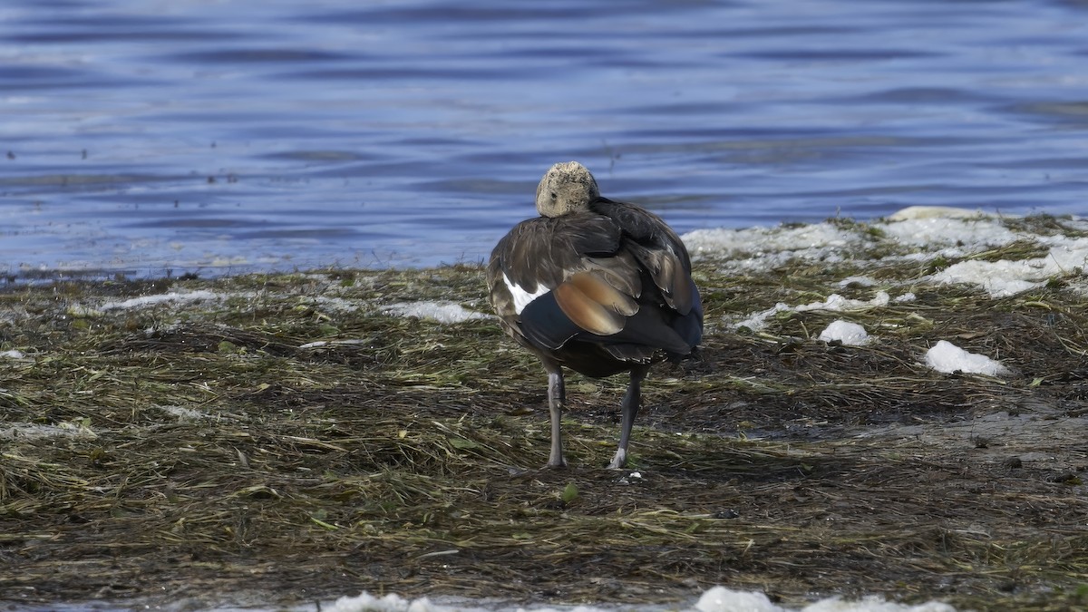 Australian Shelduck - ML615240830