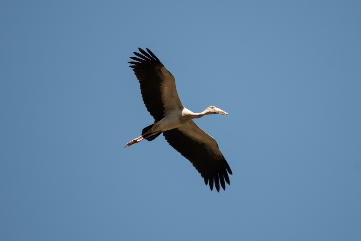 Asian Openbill - Jack Bartley