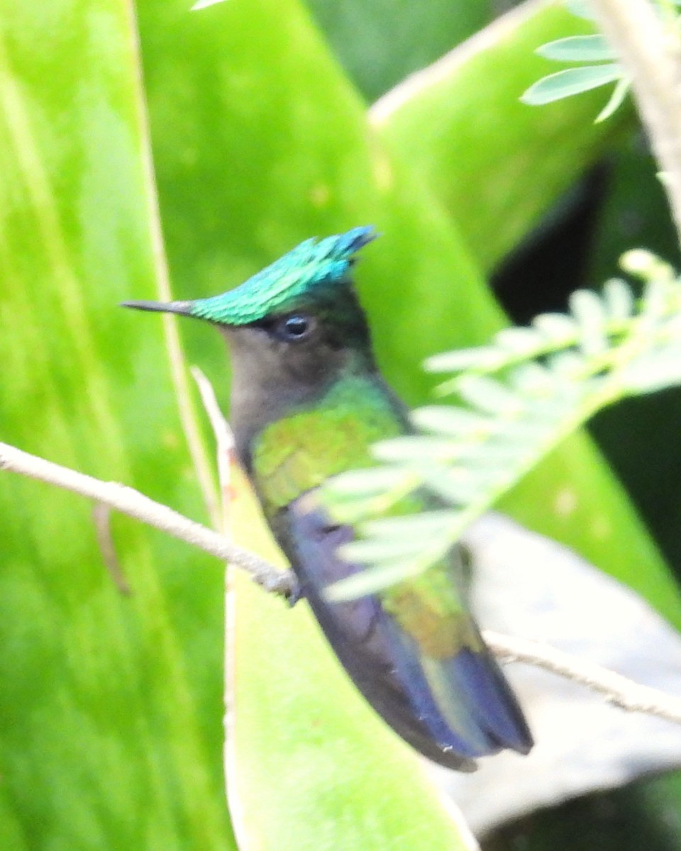 Antillean Crested Hummingbird - Nick Komar