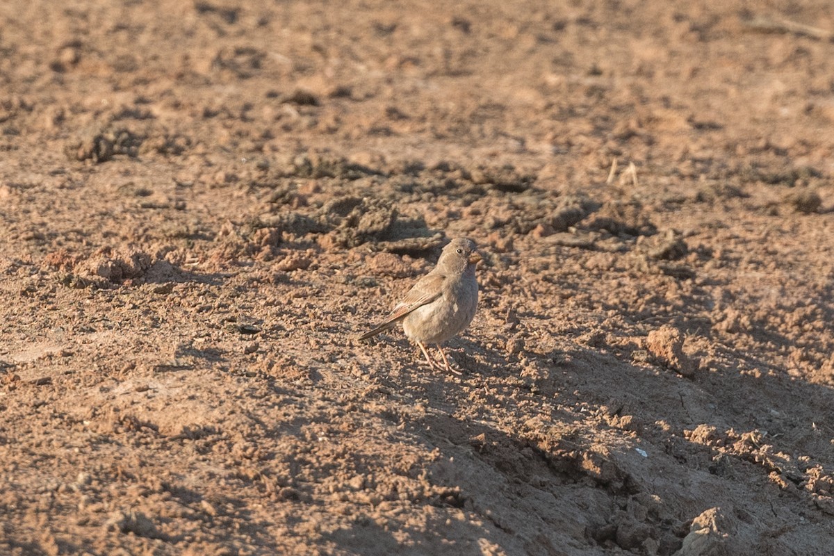 Mongolian Finch - Nicolas Moulin