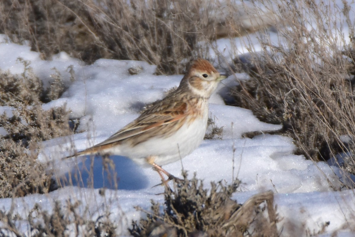 White-winged Lark - ML615240927