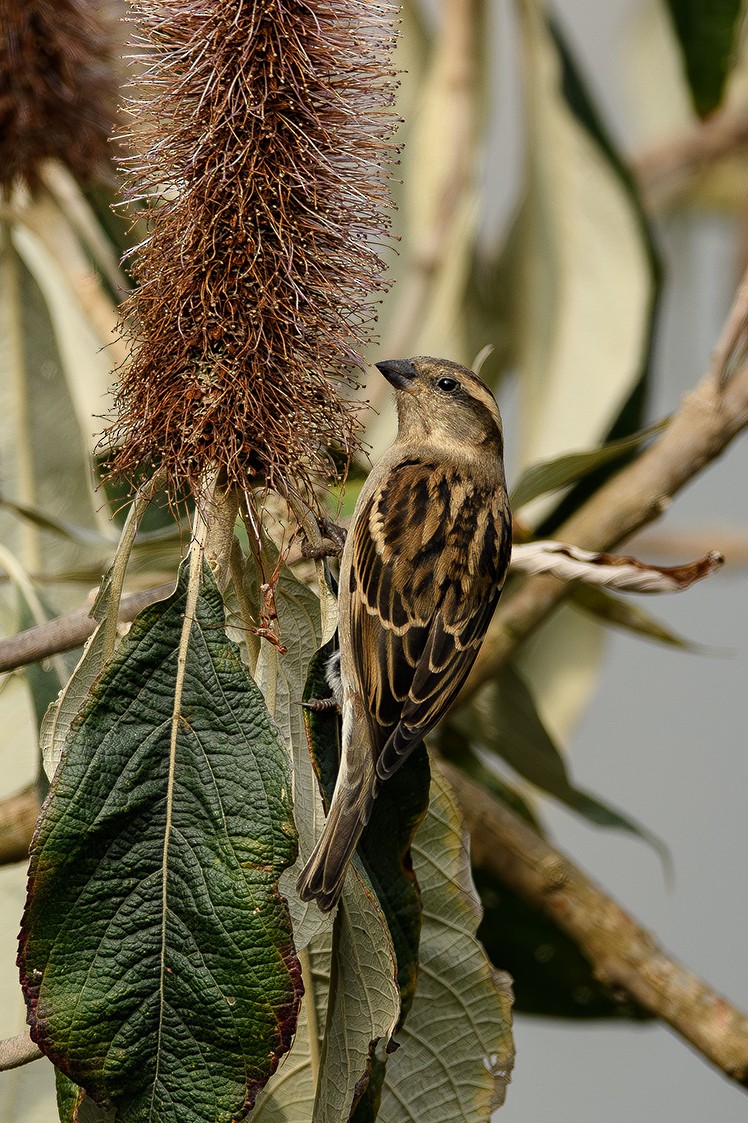 Russet Sparrow - Sudhir Paul