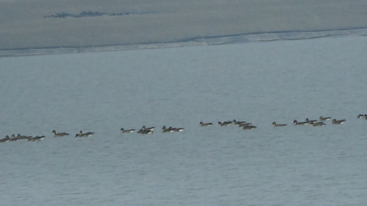 Taiga/Tundra Bean-Goose - Ichin Hong