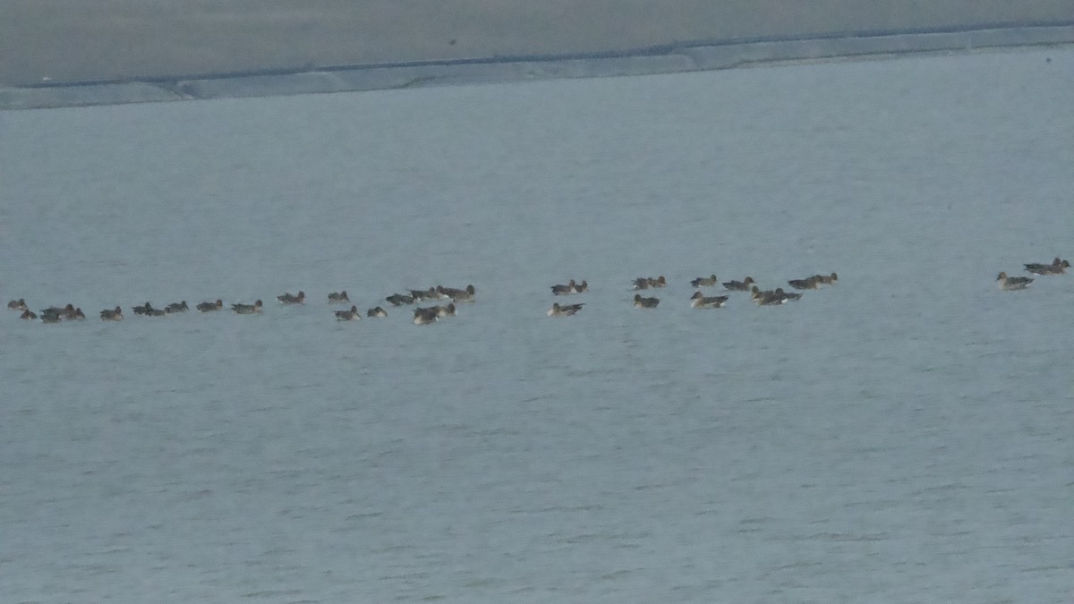 Taiga/Tundra Bean-Goose - Ichin Hong