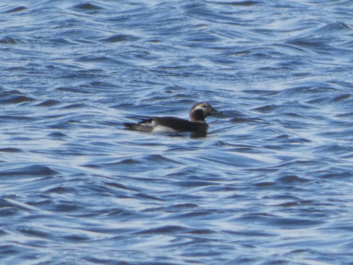 Long-tailed Duck - ML615241023