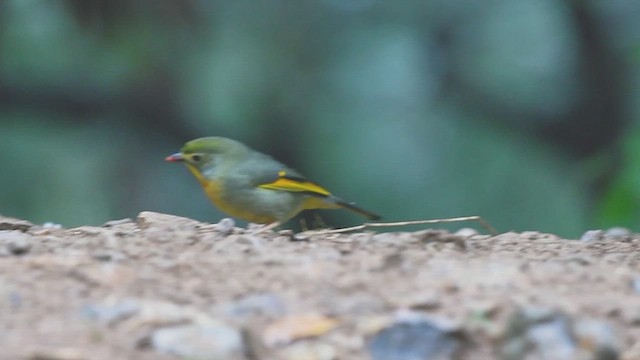 Red-billed Leiothrix - ML615241149