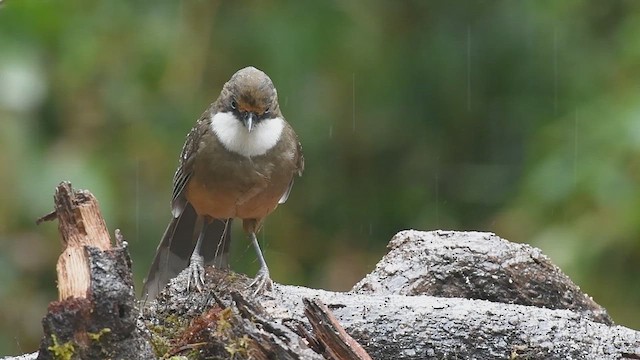 White-throated Laughingthrush - ML615241155