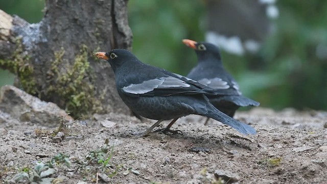 Gray-winged Blackbird - ML615241160