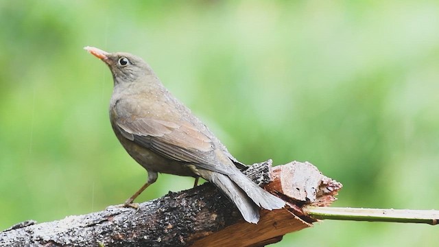 Gray-winged Blackbird - ML615241161