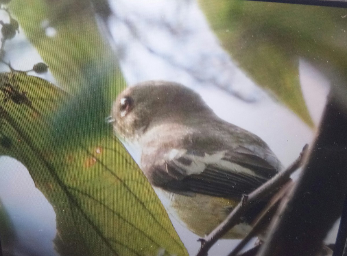 Yellow-rumped Flycatcher - ML615241176