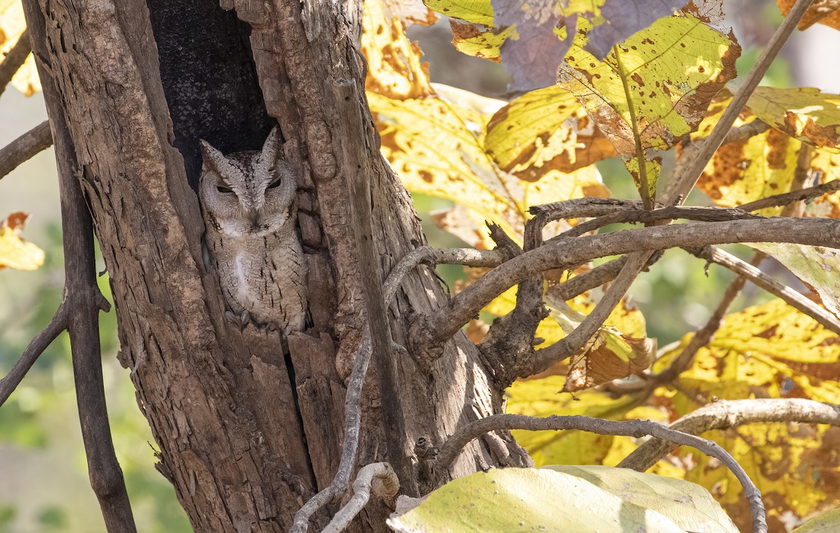 Indian Scops-Owl - George Armistead | Hillstar Nature