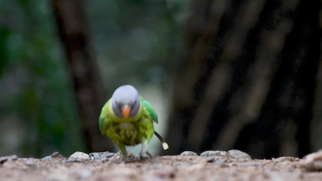 Сливоголовый кольчатый попугай - ML615241193