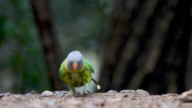 Plum-headed Parakeet - ML615241193