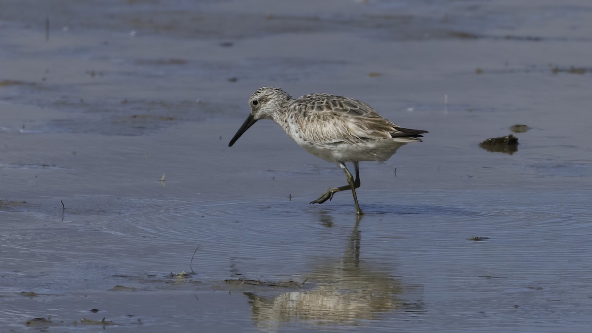 Great Knot - ML615241194