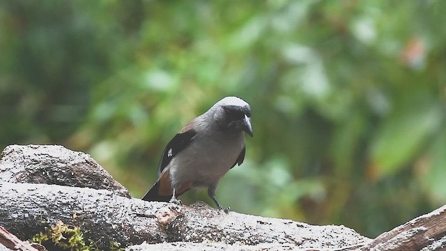 Gray Treepie - ML615241210