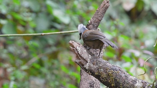 White-crested Laughingthrush - ML615241211