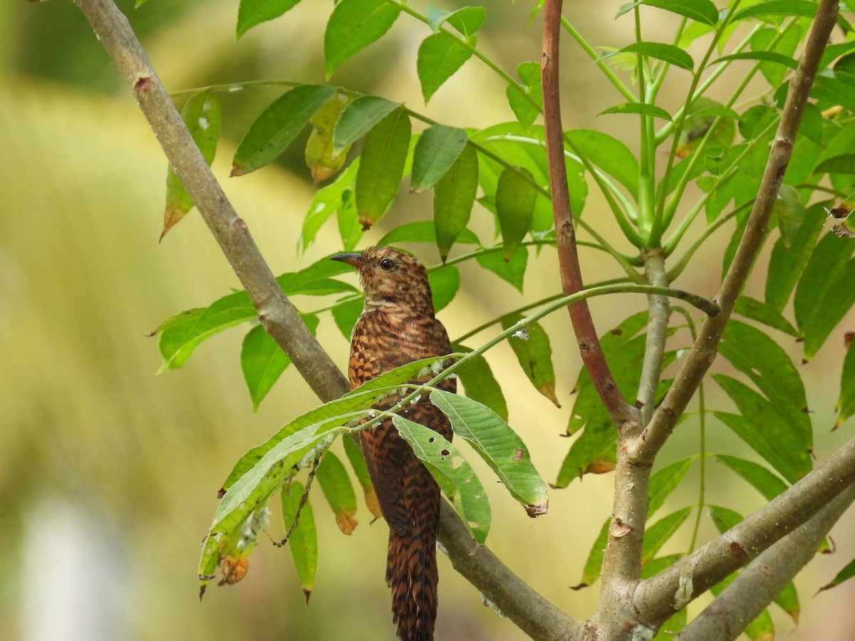 Plaintive Cuckoo - ML615241220