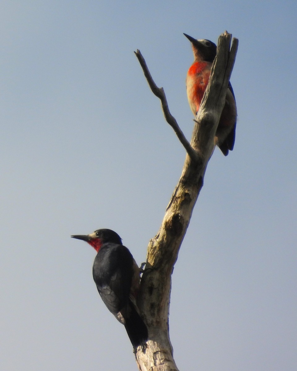 Puerto Rican Woodpecker - ML615241238