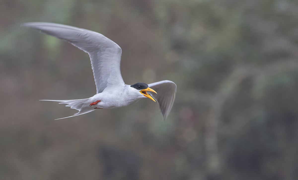 River Tern - George Armistead | Hillstar Nature