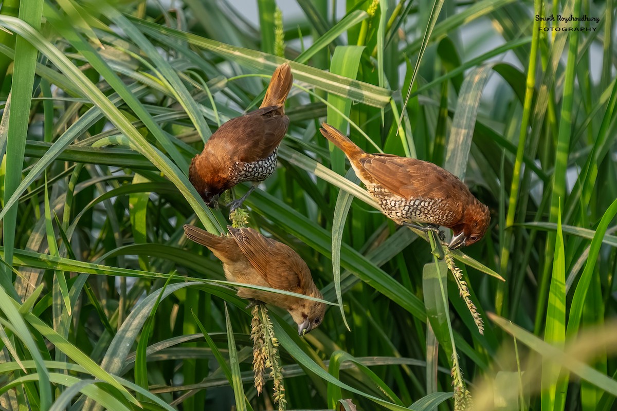 Scaly-breasted Munia - Souvik Roychoudhury