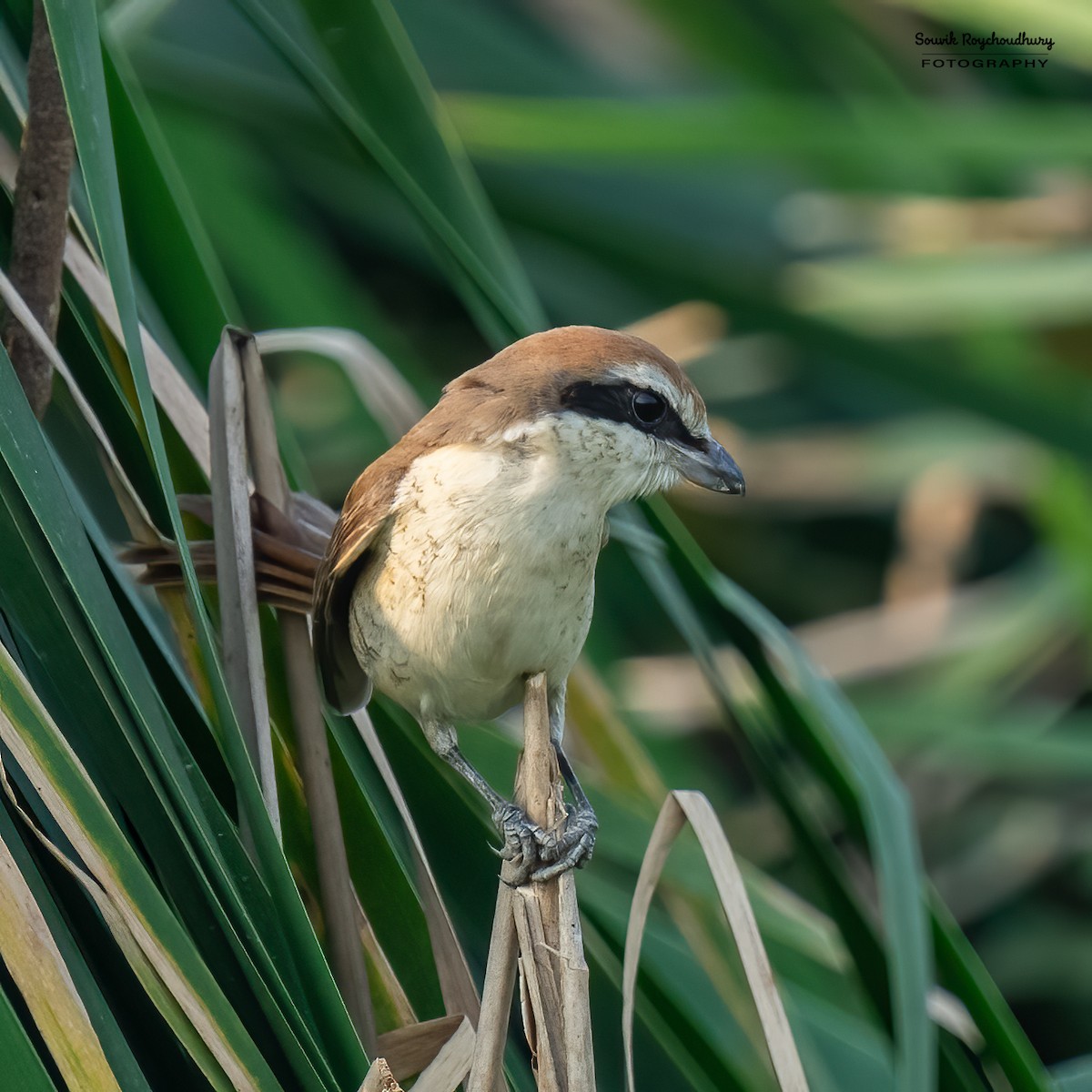 Brown Shrike - Souvik Roychoudhury