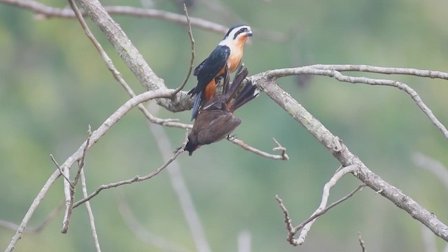 Collared Falconet - ML615241277