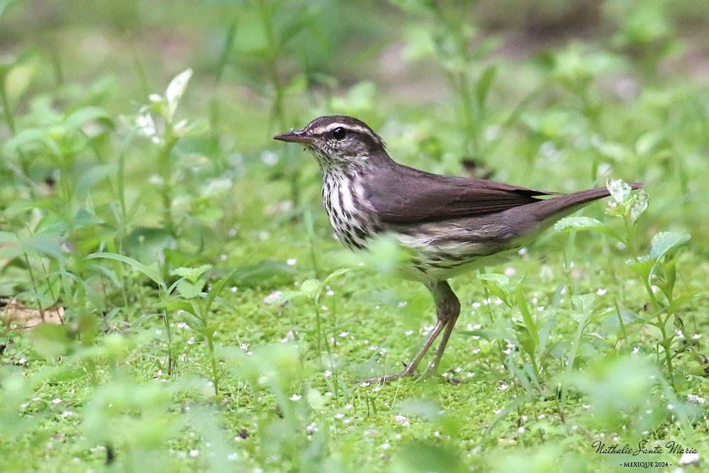 Northern Waterthrush - ML615241278