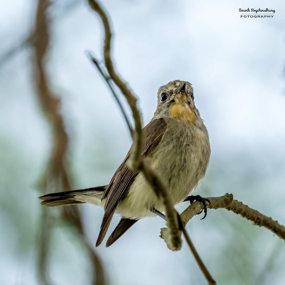 Taiga Flycatcher - Souvik Roychoudhury