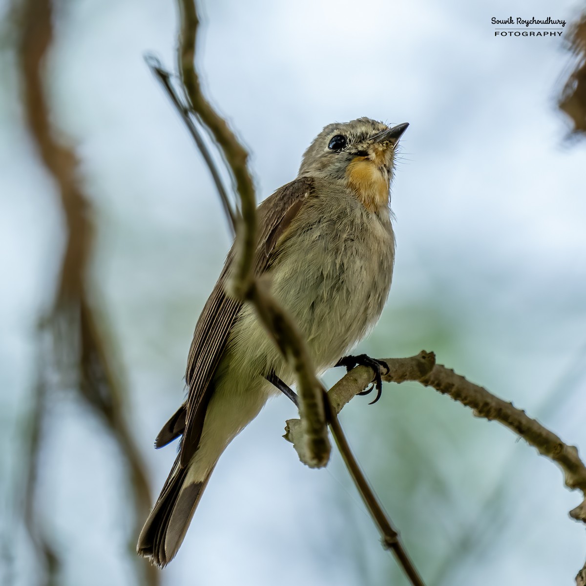 Taiga Flycatcher - Souvik Roychoudhury