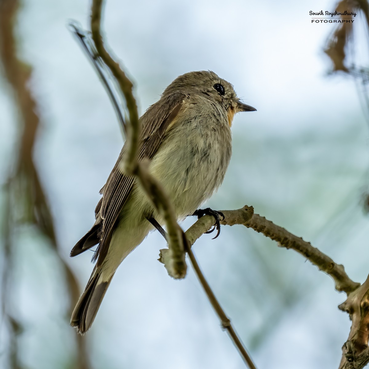 Taiga Flycatcher - Souvik Roychoudhury