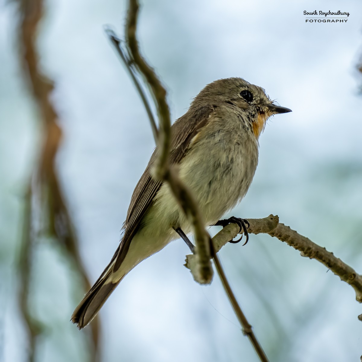 Taiga Flycatcher - Souvik Roychoudhury