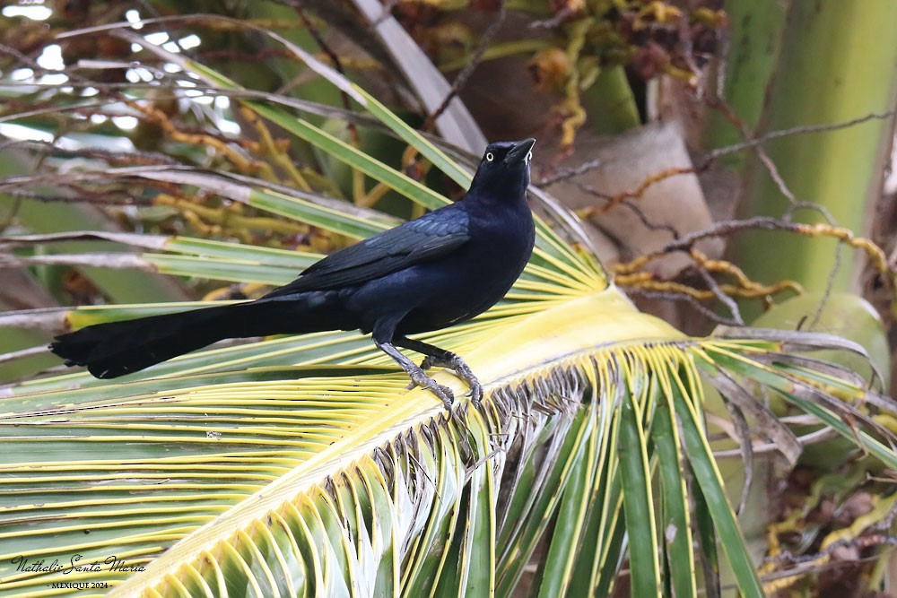 Great-tailed Grackle - ML615241302