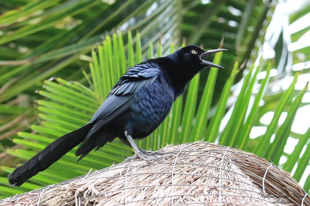 Great-tailed Grackle - ML615241303