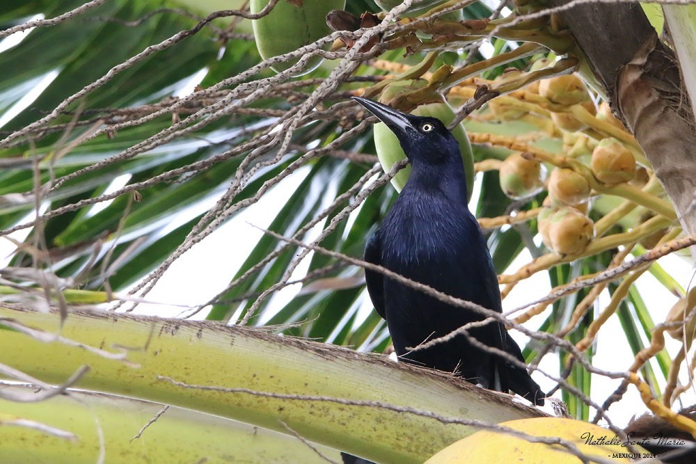 Great-tailed Grackle - ML615241305