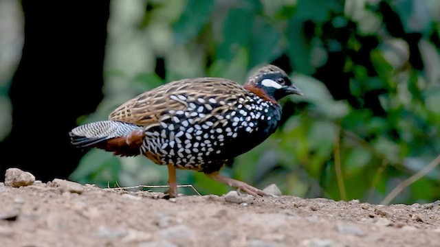 Black Francolin - ML615241349